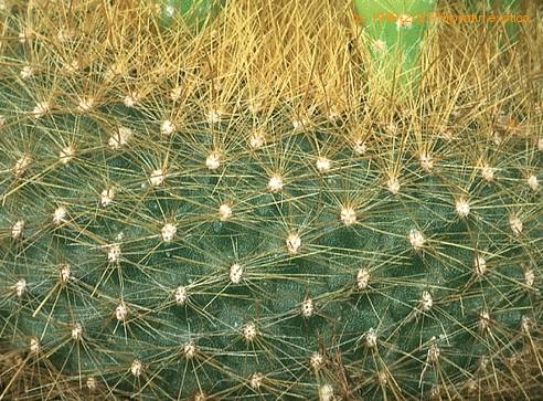 Brasilicactus graessneri 444