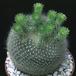 Brasilicactus graessneri 825