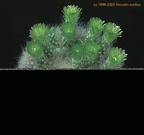 Brasilicactus graessneri 825