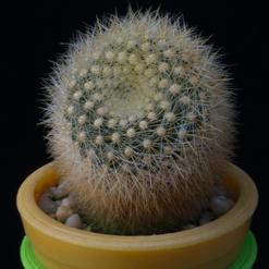 Brasilicactus graessneri
