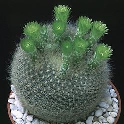Brasilicactus graessneri