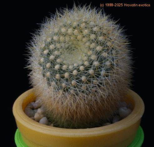 Brasilicactus graessneri MOP