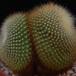 Brasilicactus graessneri Sib