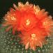 Brasilicactus haselbergii 169