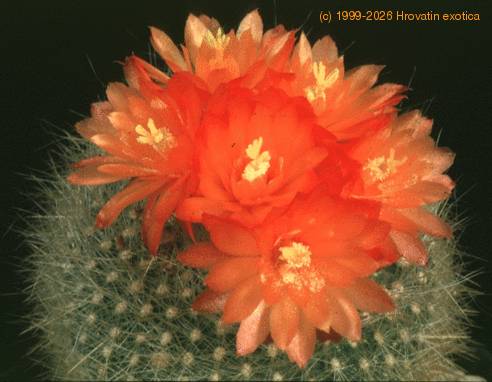 Brasilicactus haselbergii 169