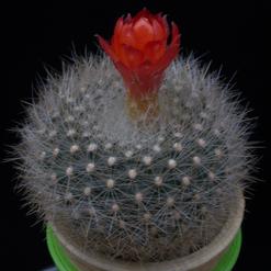 Brasilicactus haselbergii