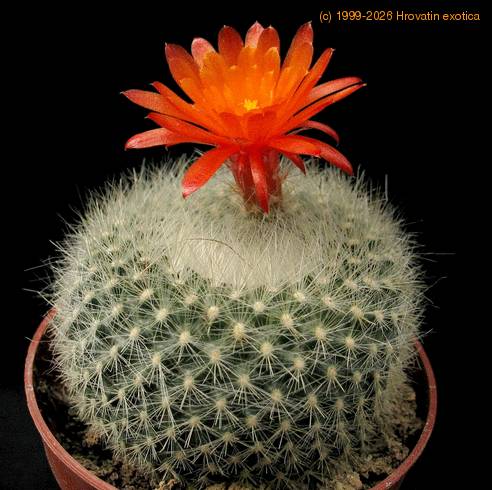 Brasilicactus haselbergii