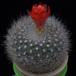 Brasilicactus haselbergii f MOP