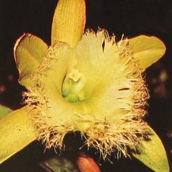 Brassavola digbyana