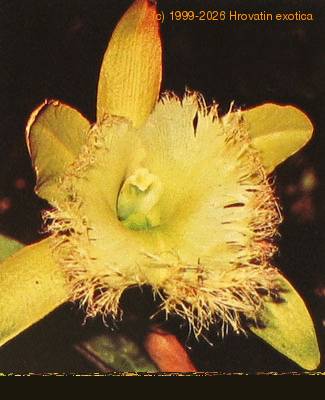 Brassavola digbyana flower Brassavola digbyana k