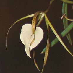 Brassavola nodosa
