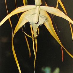 Brassavola species