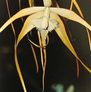 Brassavola species