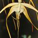 Brassavola species brassavola sp k
