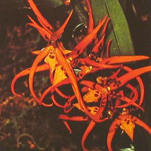 Brassia species