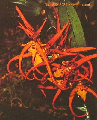 Brassia species Brassia sp k