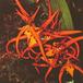 Brassia species Brassia sp k