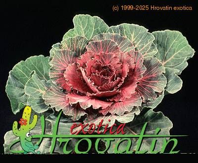 Brassica 1896