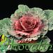 Brassica 1896
