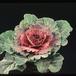 Brassica oleraceae 1896