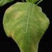 Brighamia insignis-1
