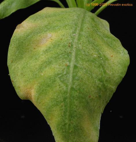 Brighamia insignis-1