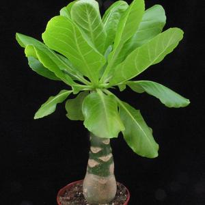 Brighamia insignis