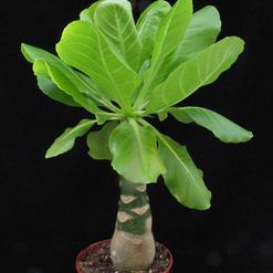 Brighamia insignis