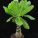 Brighamia insignis