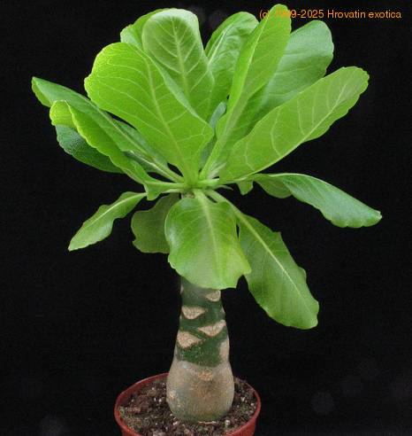 Brighamia insignis