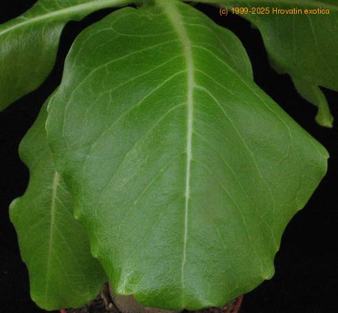 Brighamia insignis SIl