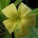 Brighamia isignis 1