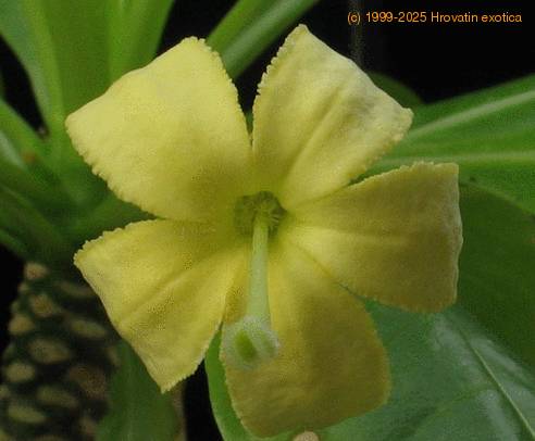 Brighamia isignis 1