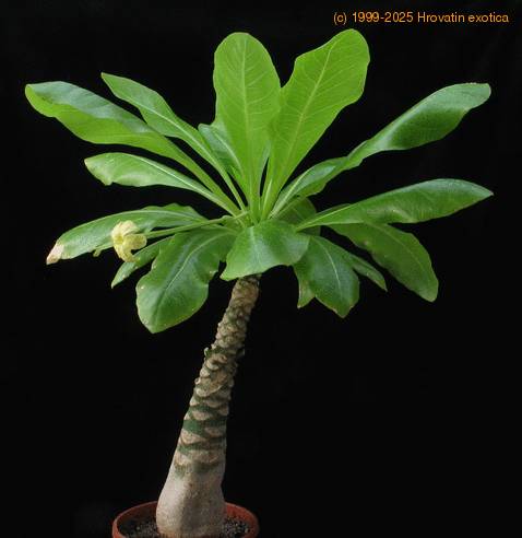 Brighamia isignis 3