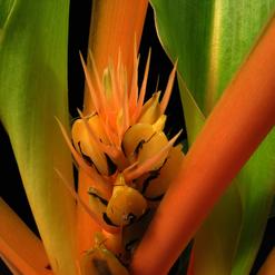 Bromelije