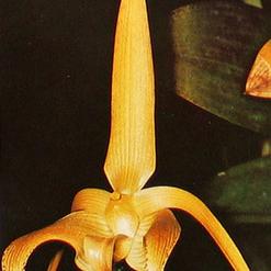 Bulbophyllum lobbii