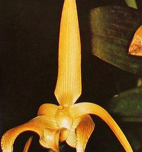 Bulbophyllum lobbii