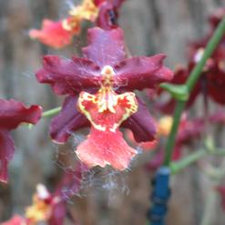 Burrageara sp.