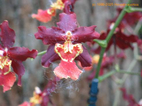 Burrageara sp