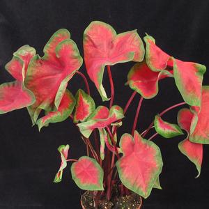 Caladium hortulanum candidum
