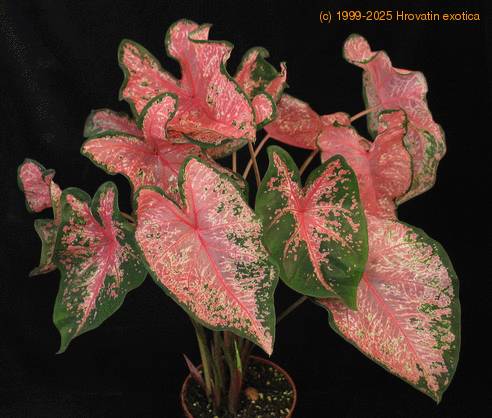 Caladium pink 2