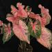 Caladium pink 2