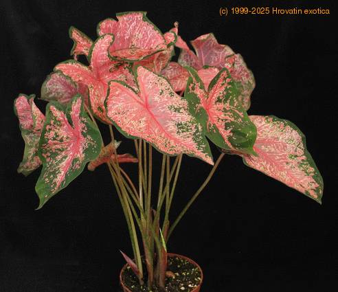 Caladium pink