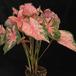Caladium pink