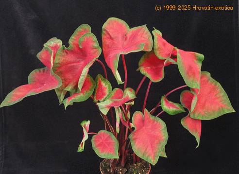 Caladium red