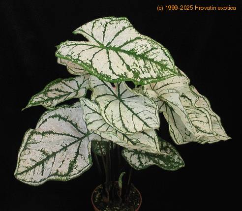 Caladium white 2