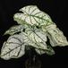Caladium white 2