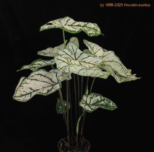Caladium white