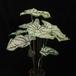 Caladium white