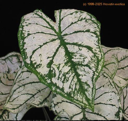 Caladium white leaf